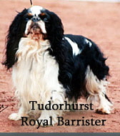 Tudorhurst-Royal-Barrister Tudorhurst-Royal-Barrister