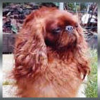royal_ruby royal_ruby